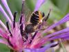 Megachile centuncularis
